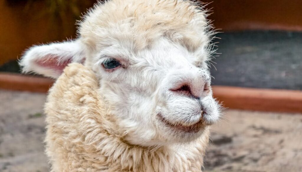 Close-up,Of,A,White,Alpaca,,Showing,Its,Face,And,Woolly