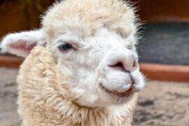 Close-up,Of,A,White,Alpaca,,Showing,Its,Face,And,Woolly
