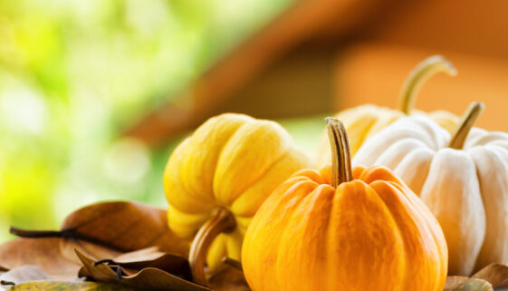Pumpkins,On,Rural,Landscape,Background.